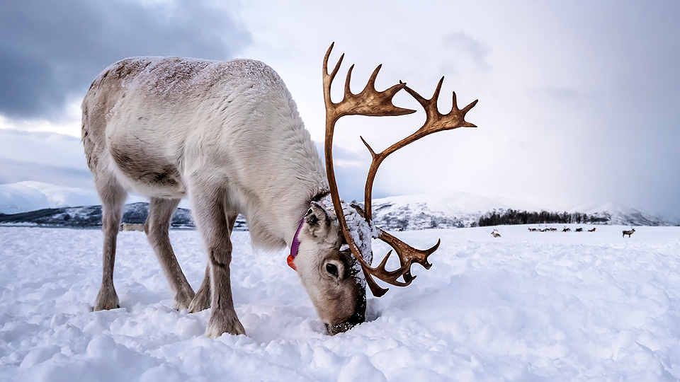 illustration betande ren i vinterlandskap