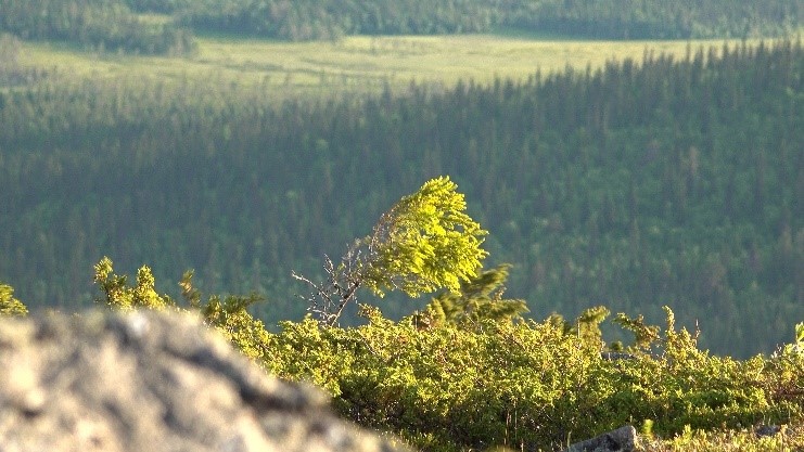 fin bild