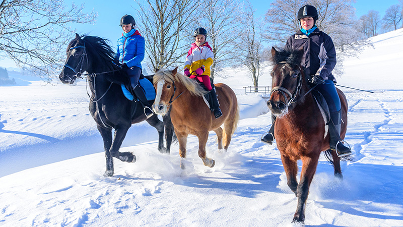Vinter med hästar.